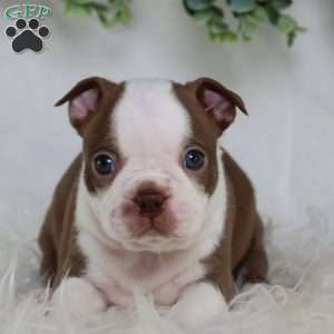 Buster, Boston Terrier Puppy